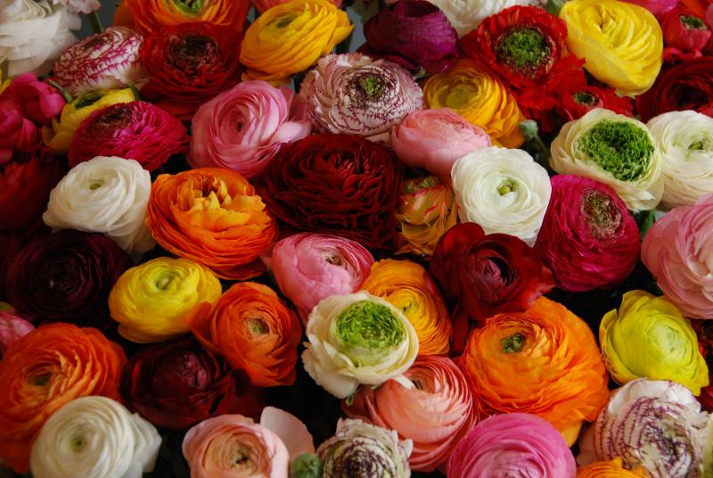 Winners Circle Greenhouse Product News This Series Is Fully Double Flowering Has High Production Nine To 15 Stems Per R 21 Genous Colors Early Uniform And Large Flowers On