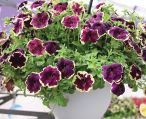 Petunia ‘SureShot Blueberries & Cream’ Ball FloraPlant