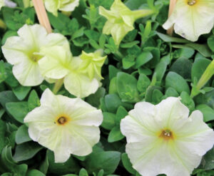 Petunia ‘Mambo GP Yellow Lime’ Pure Line Seeds/Prudac Hem Genetics