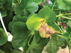 spots, necrotic wedge and chlorosis — ivy geranium