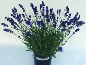 'Super Blue'
