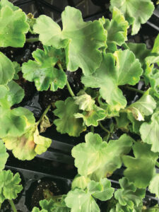 wilting of rooted cuttings