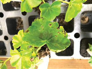 Bacterial blight on geranium