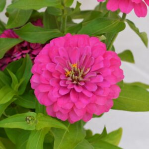 Zinnia Holi Pink F1 