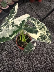 Alocasia 'Frydek' by Cascade Tropicals