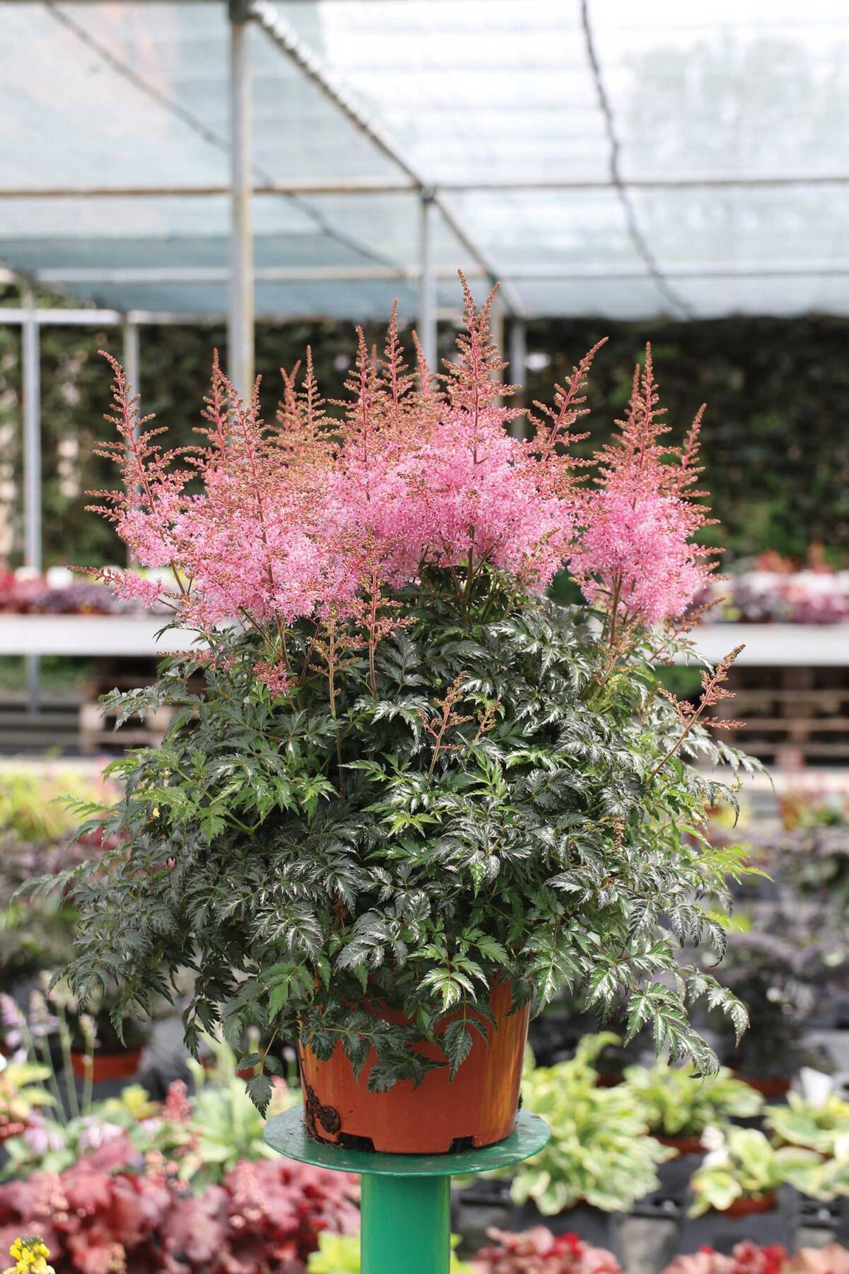 Astilbe-'Super-Sprite'
