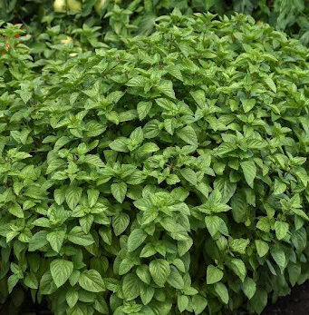 2025 NGB Green Thumb Award Winners Basil Everleaf Lemon from PanAmerican Seed