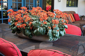 Kalanchoe Bongo Beekenkamp