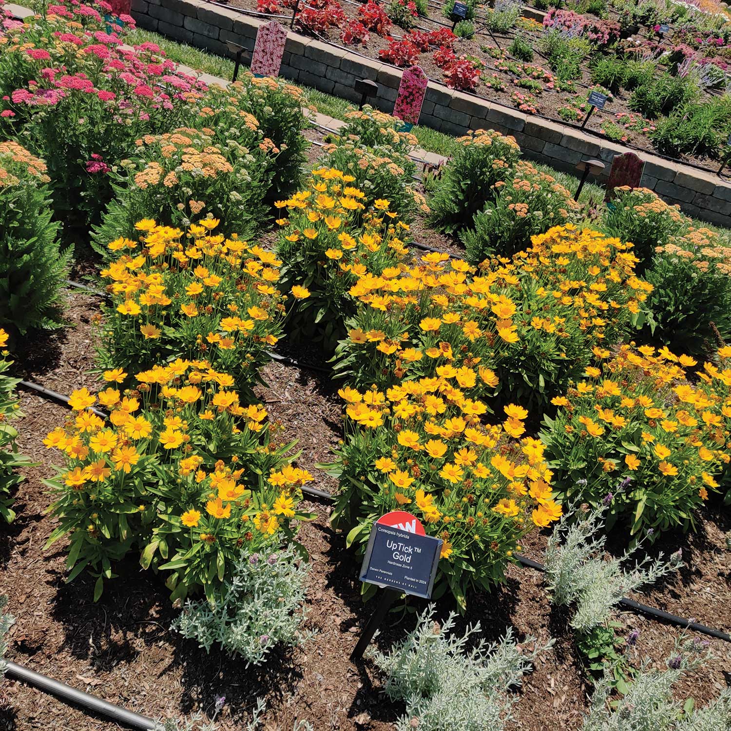Coreopsis-UpTick-Gold_Darwin-Perennials-Day_IMG_20240619_115606
