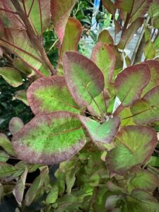 Cotinus Old Fashion