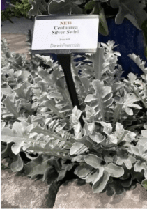Darwin Centarea Silver Swirl