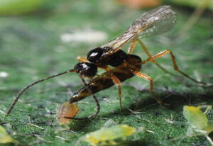 Parasitic wasp