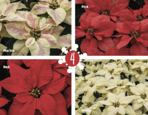 Early Elegance Series poinsettias