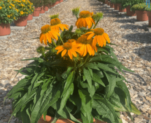 Echinacea 'Guatemala Gold'