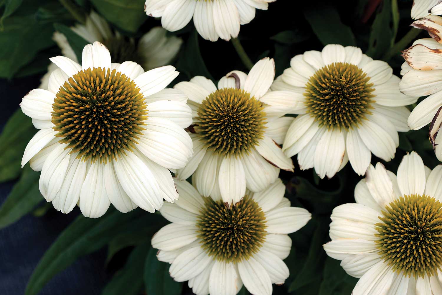 Echinacea-PRINCESS-'Bride'-Photo