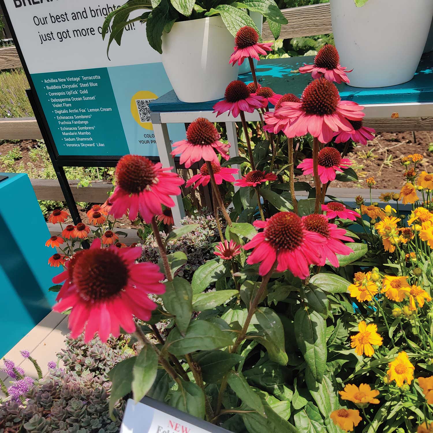 Echinacea-Sombrero-Fucshia-Fandango_IMG_20240619_132202