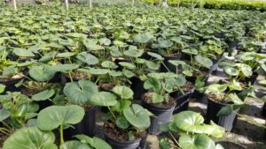 Farfugium courtesy of BASF