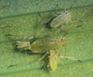Green peach aphids can developresistance to azadirachtin. Photos courtesy of Raymond Cloyd.