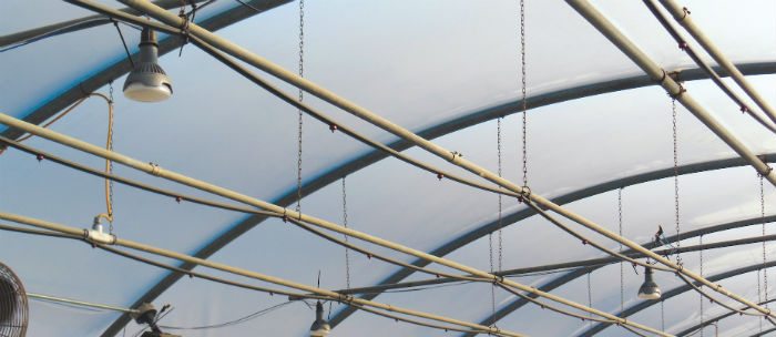 Installations of Ventis Philips GreenPower Flowering LED Flowering Lamps.
