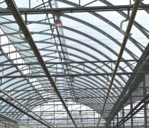 Figure 7B. Ventis Total Grow Night & Day Management Light LED used for photoperiodic lighting at a commercial greenhouse.