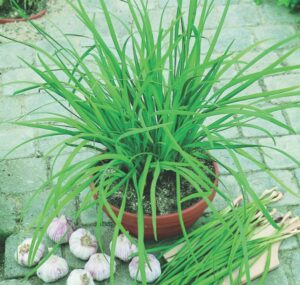 GarlicChives