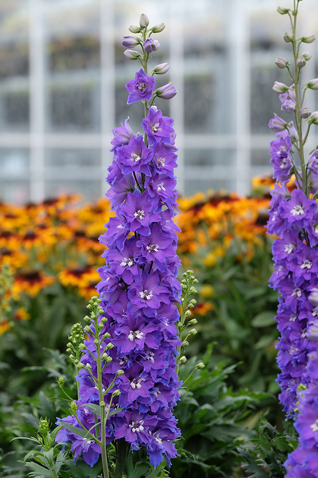 Culture Report: Delphinium Delgenius Series - Greenhouse Product News