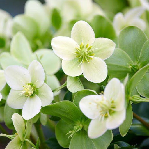 2025 NGB Green Thumb Award Winners Hellebore Endless from Monrovia Nursery