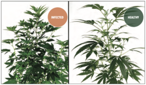 "Christmas tree branching" caused by HpLVD