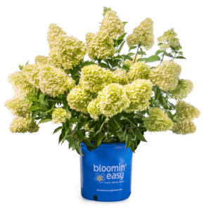 Hydrangea 'Dragon Baby'