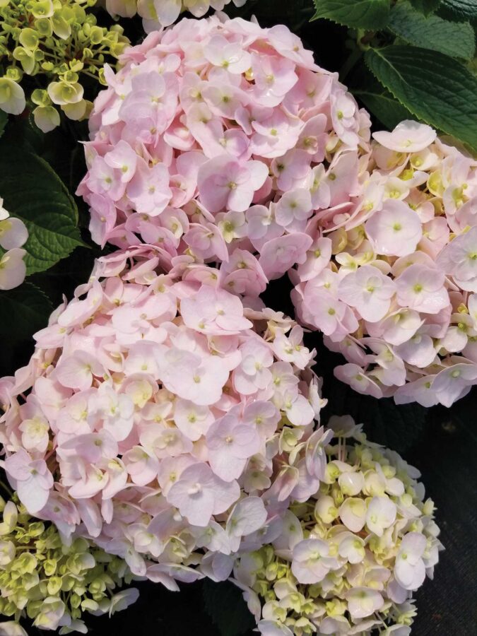 Hydrangea-mac-Wee-Bit-Innocent-20200625_142214-4032x3024-3c3502c