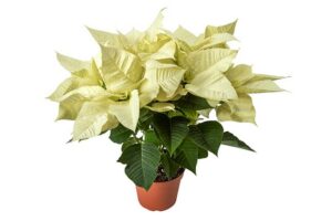 'Jack Frost' poinsettia