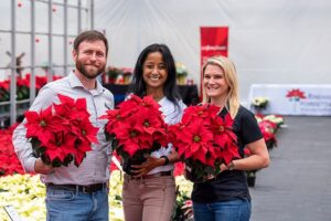 'Kayla' poinsettia