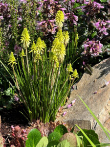 Kniphofia POCO 'Citron' Photo