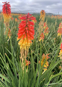 Kniphofia 'Rocket Jr.' Photo