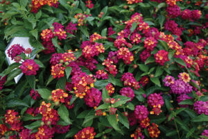 Lantana-Heartland-Neon_Dümmen-Orange_Photo-courtesy-of-Vaughn-Fletcher-Jan-2023