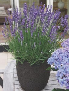 Lavendar_BigTImeBlue
