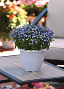 Lobelia-‘Magadi-Compact-Blue-Bay’