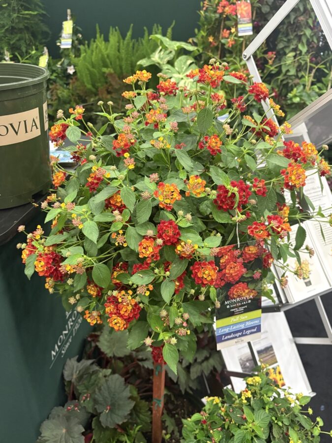 potted lantana with red and orange flowers