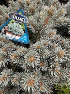 Moonstone Spruce