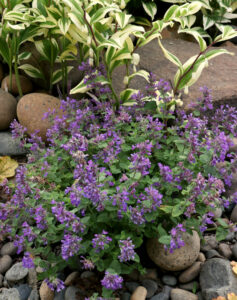 Nepeta NOVA 'Blue' Photo