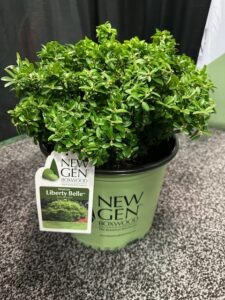 Liberty Belle Boxwood