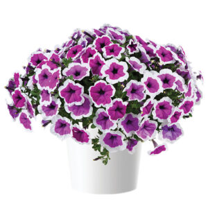 Petunia RIMarkable Danziger