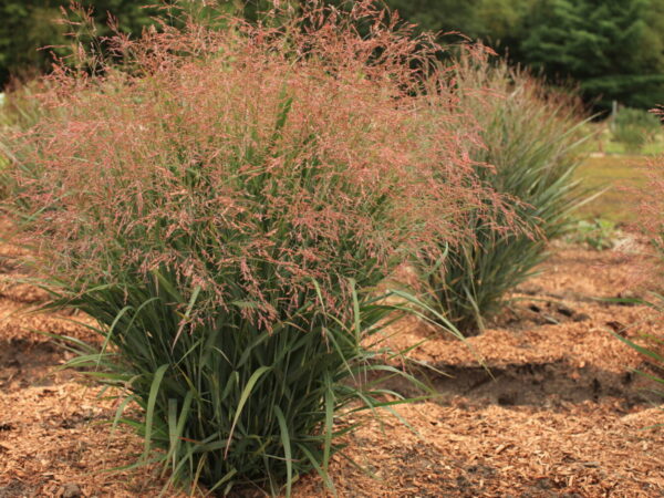 Panicum virgatum Dream Catcher® Smoky Rose® native plants