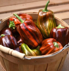 Pepper ‘Candy Cane Chocolate Cherry’ PanAmerican Seed