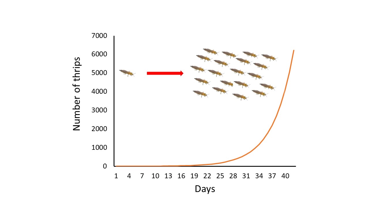 Thrips