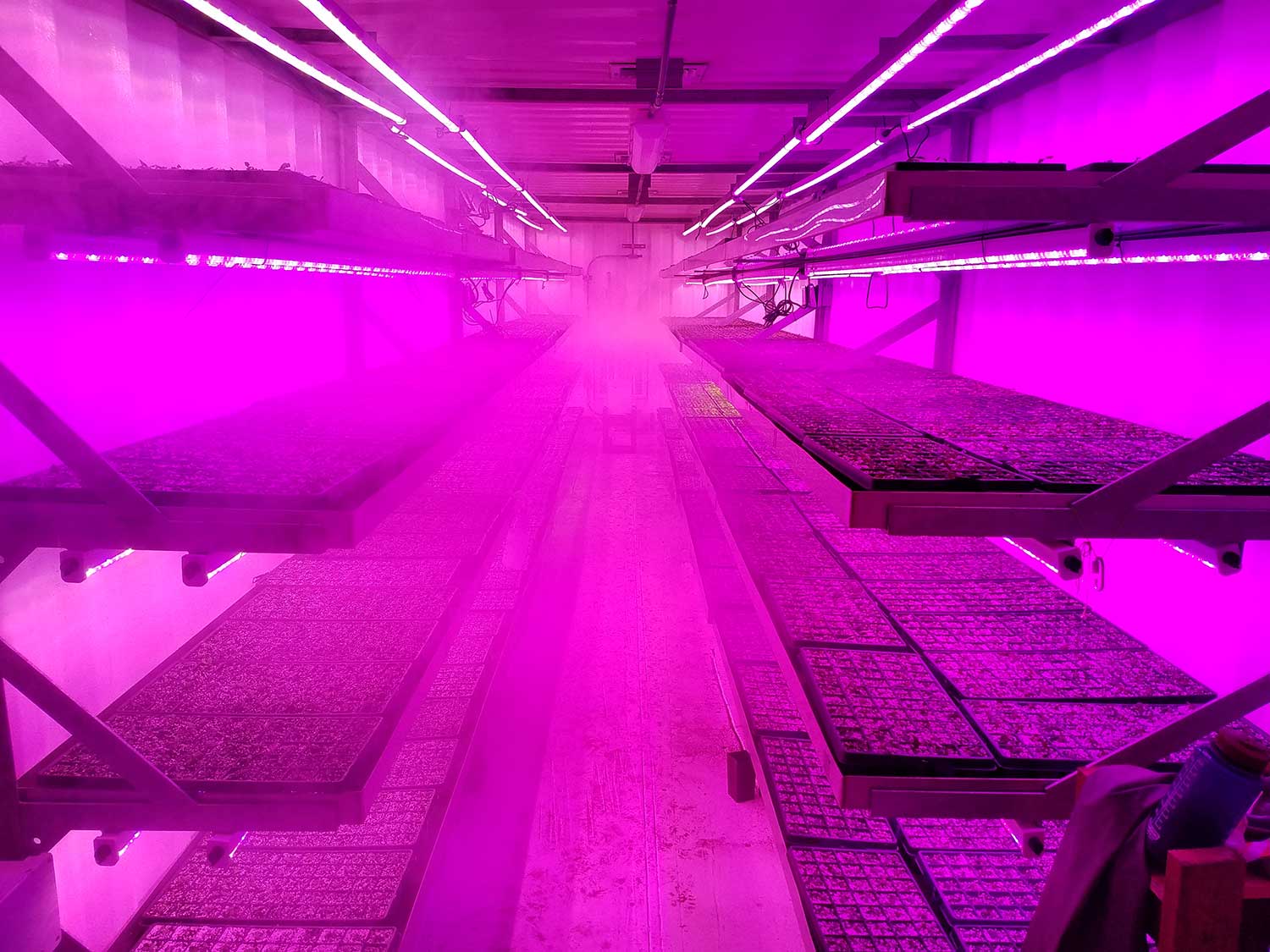 For growers operating propagation facilities who arelooking to invest in LED grow lights, there is a direct correlation between square footage and profit. Photo courtesy of Bailey Nurseries.