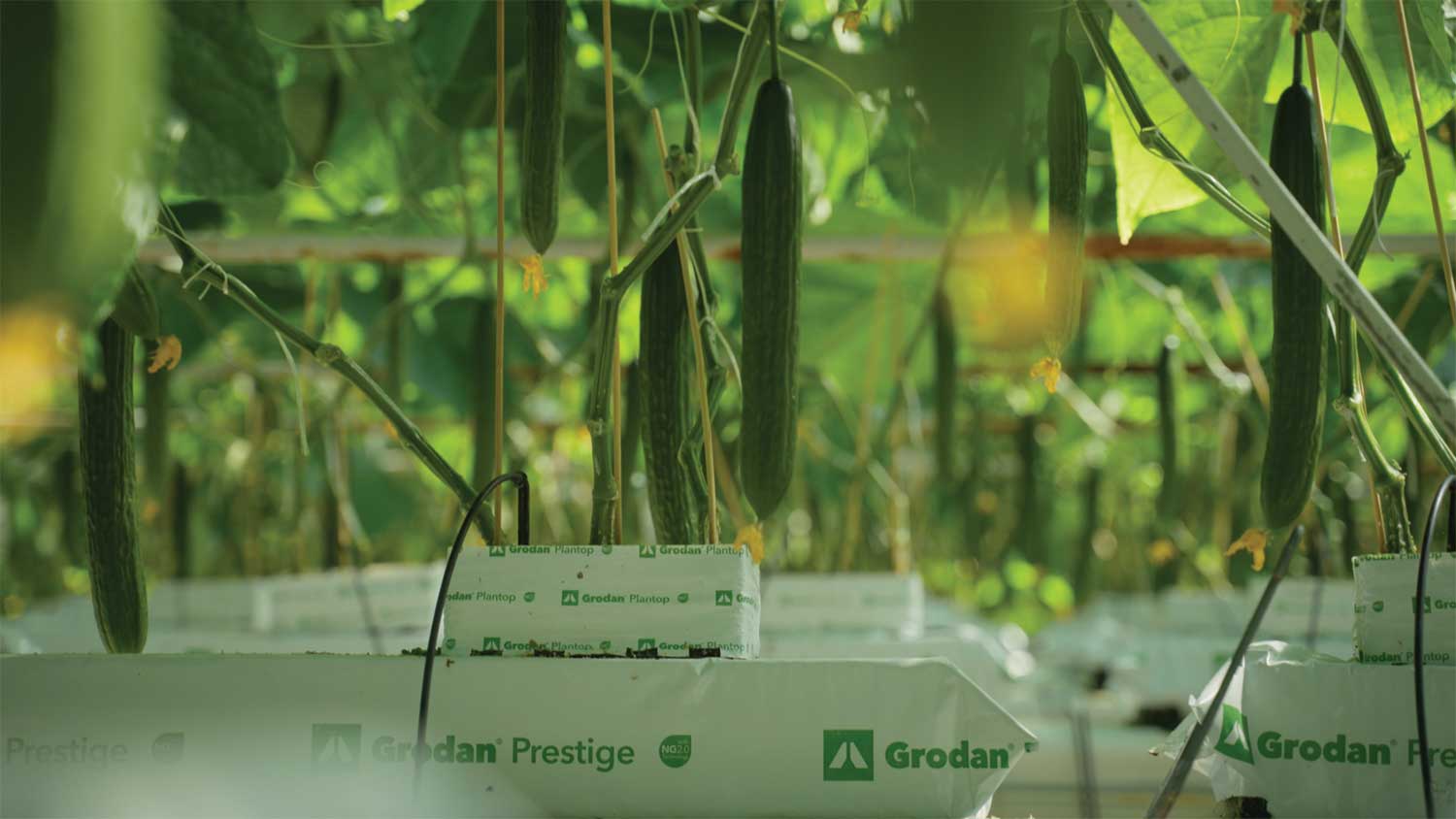 irrigation lines sticking into the soil of greenhouse plants