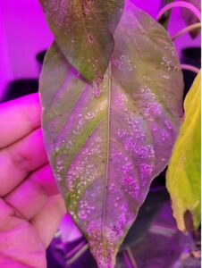 Thrips parvispinus on pepper with feeding damage present. Photo courtesy of Erich Schoeller.