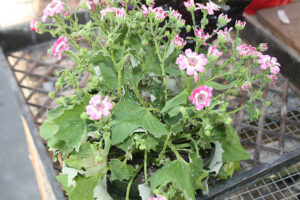 Plant heavily-infested with aphids