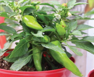 Pepper from Heaven Pure Line Seeds/Prudac